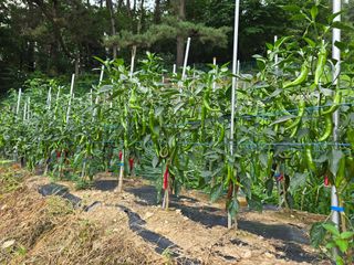 전병대님의 고추 · 병해충상담 작성글 사진