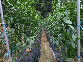 전병대님의 고추 · 병해충상담 작성글 사진