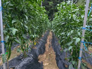 전병대님의 고추 · 병해충상담 작성글 사진