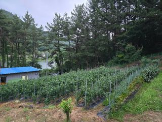 전병대님의 고추 · 병해충상담 작성글 사진