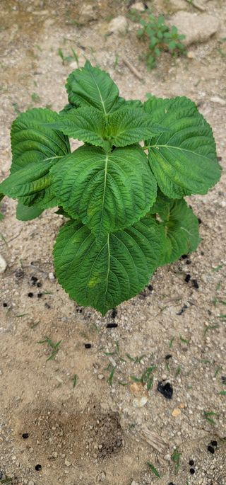 친환경님의 들깨 · 병해충상담 작성글 사진