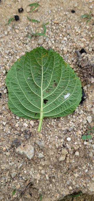 친환경님의 들깨 · 병해충상담 작성글 사진