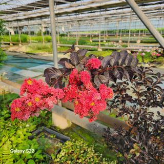 우리꽃님의 자유주제 · 자유게시판 작성글 사진