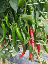 팜모닝 고추·영농일지 게시글 이미지