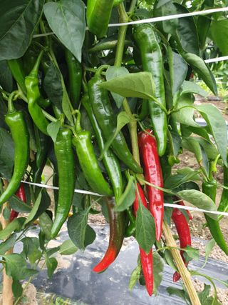 김화연님의 고추 · 영농일지 작성글 사진