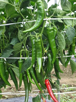 김화연님의 고추 · 영농일지 작성글 사진