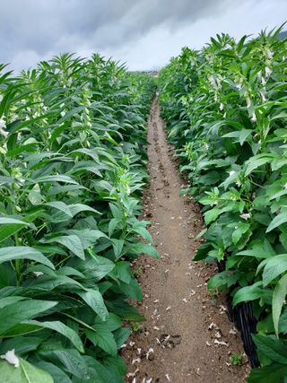 군고구마님의 농사, 무엇이든 물어보세요! · 참여글 작성글 사진