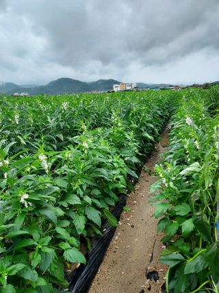 군고구마님의 농사, 무엇이든 물어보세요! · 참여글 작성글 사진