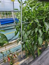 팜모닝 고추·영농일지 게시글 이미지