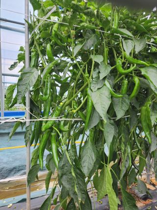 김창순님의 고추 · 영농일지 작성글 사진