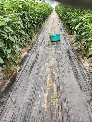 김창순님의 고추 · 영농일지 작성글 사진