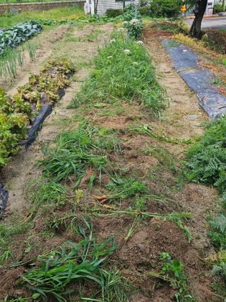 초짜농부님의 기타작물 · 영농일지 작성글 사진