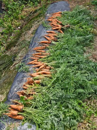 초짜농부님의 기타작물 · 영농일지 작성글 사진