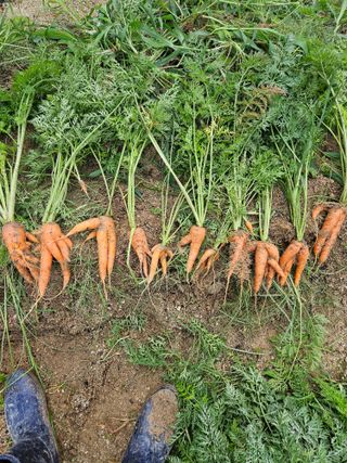 초짜농부님의 기타작물 · 영농일지 작성글 사진