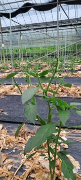 팜모닝 고추·병해충상담 게시글 이미지