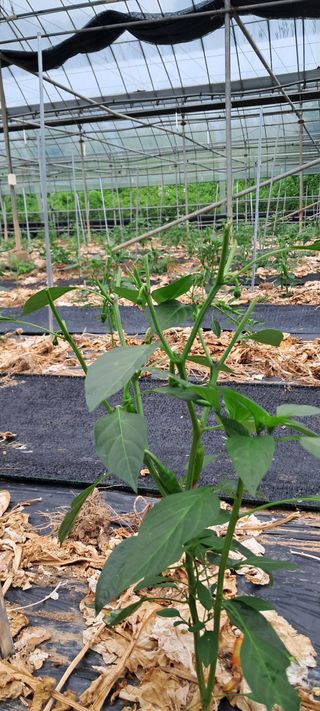 송제민님의 고추 · 병해충상담 작성글 사진