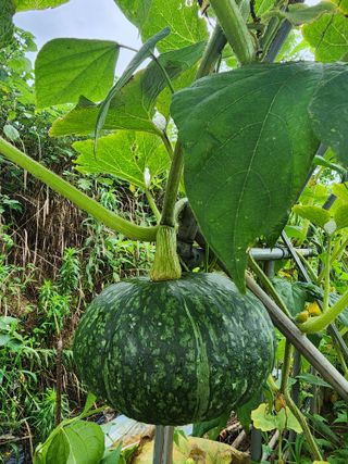 별장의텃밭농부님의 호박 · 영농일지 작성글 사진