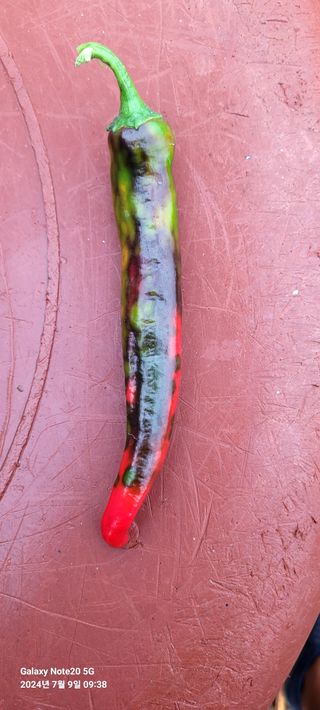 초산 최학인님의 자유주제 · 자유게시판 작성글 사진