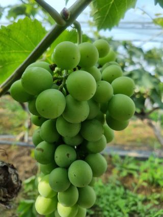 노강님의 포도 · 영농일지 작성글 사진