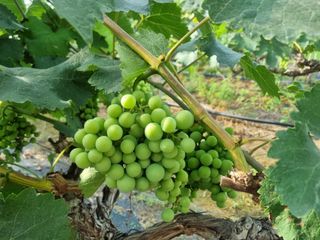 노강님의 포도 · 영농일지 작성글 사진