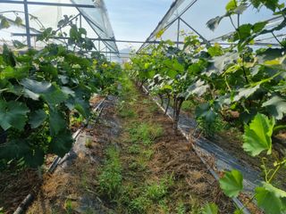 노강님의 포도 · 영농일지 작성글 사진