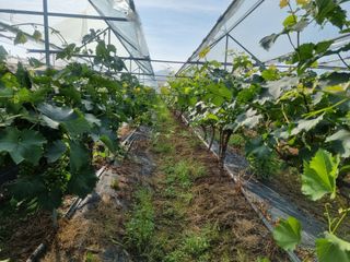 노강님의 포도 · 영농일지 작성글 사진