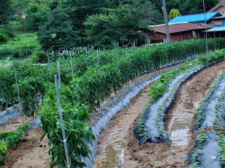 늘항상한결님의 자유주제 · 자유게시판 작성글 사진