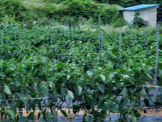 늘항상한결님의 자유주제 · 자유게시판 작성글 사진