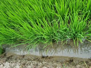 정성도님의 최고의 제초제는 무엇인가요?🌿 · 참여글 작성글 사진