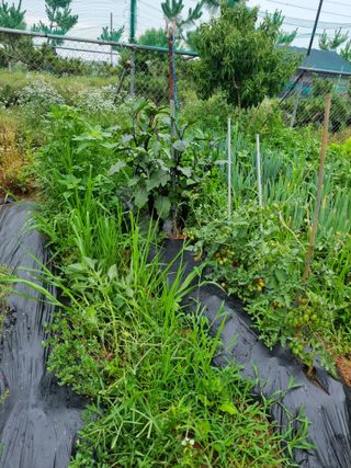 정성도님의 최고의 제초제는 무엇인가요?🌿 · 참여글 작성글 사진