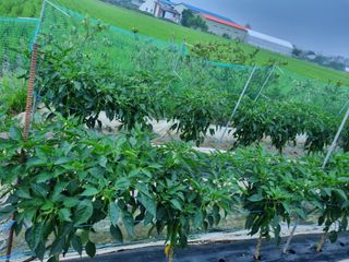 정성도님의 최고의 제초제는 무엇인가요?🌿 · 참여글 작성글 사진