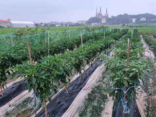 정성도님의 최고의 제초제는 무엇인가요?🌿 · 참여글 작성글 사진