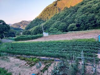 장거장님의 최고의 제초제는 무엇인가요?🌿 · 참여글 작성글 사진