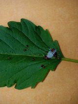 팜모닝 팜모닝·출석 게시글 이미지