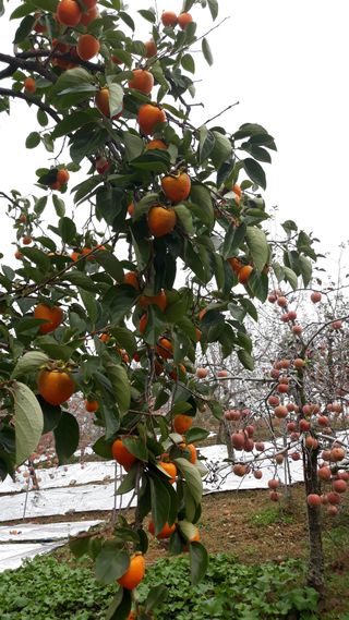 정연호 님의 최고의 제초제는 무엇인가요?🌿 · 참여글 작성글 사진