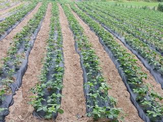 이명신님의 최고의 제초제는 무엇인가요?🌿 · 참여글 작성글 사진