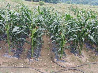 이명신님의 최고의 제초제는 무엇인가요?🌿 · 참여글 작성글 사진