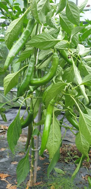 박선화님의 자유주제 · 자유게시판 작성글 사진