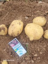 팜모닝 🎉상반기 결산 자랑하기·참여글 게시글 이미지