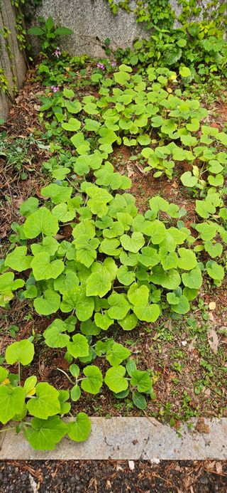 풀향기꽂향기님의 자유주제 · 자유게시판 작성글 사진