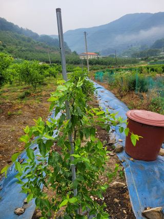 대추님의 🎉상반기 결산 자랑하기 · 참여글 작성글 사진