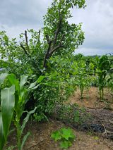 팜모닝 🎉상반기 결산 자랑하기·참여글 게시글 이미지