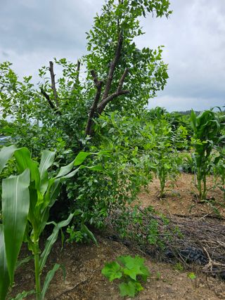 청산거사님의 🎉상반기 결산 자랑하기 · 참여글 작성글 사진