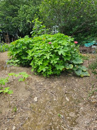 청산거사님의 🎉상반기 결산 자랑하기 · 참여글 작성글 사진