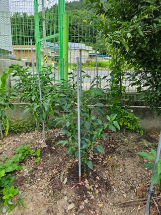 청산거사님의 🎉상반기 결산 자랑하기 · 참여글 작성글 사진