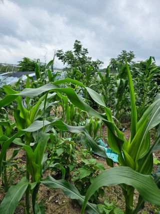 청산거사님의 🎉상반기 결산 자랑하기 · 참여글 작성글 사진