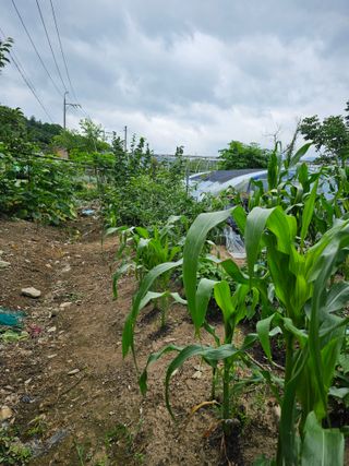 청산거사님의 🎉상반기 결산 자랑하기 · 참여글 작성글 사진