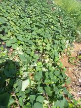 팜모닝 배추·일상 게시글 이미지