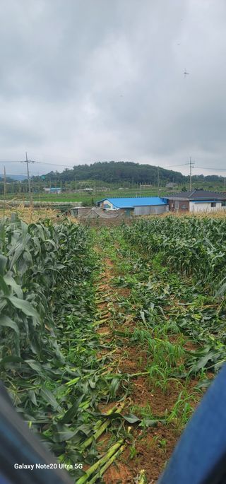 양파링님의 🎉상반기 결산 자랑하기 · 참여글 작성글 사진