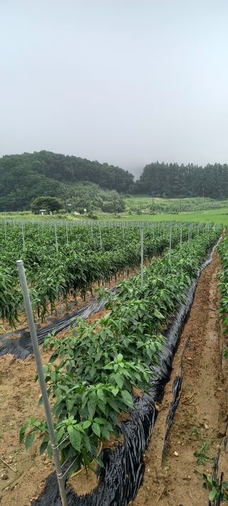 강성분님의 최고의 제초제는 무엇인가요?🌿 · 참여글 작성글 사진